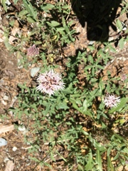 Monardella breweri lanceolata