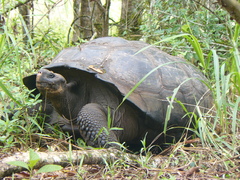 Chelonoidis niger chathamensis