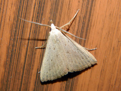 Macrochilo louisiana