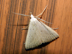 Macrochilo louisiana