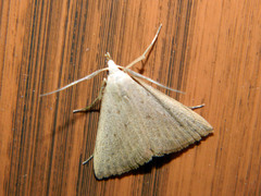 Macrochilo louisiana