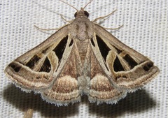 Callistege diagonalis
