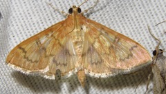 Psara dryalis