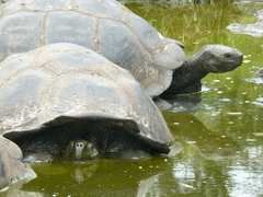 Chelonoidis niger chathamensis