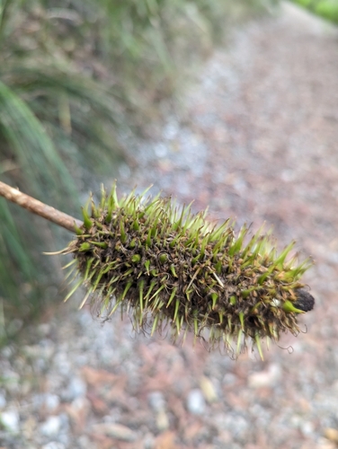 Image of Xanthorrhoea macronema by (c) Caleb Catto, some rights reserved (CC BY)