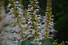 Aesculus parviflora