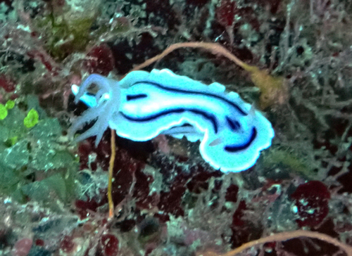 Photo of Loch's chromodoris (Chromodoris lochi)