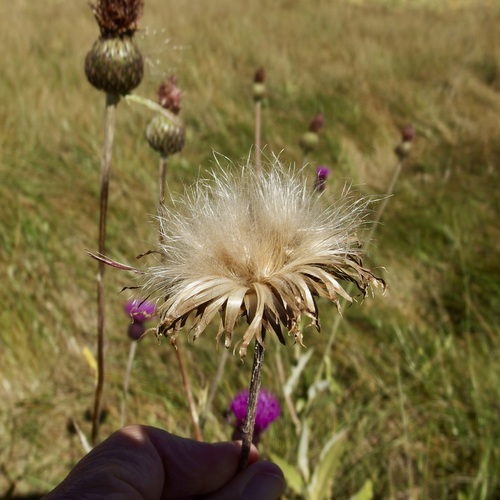 Image of Cirsium grahamii by (c) Sue Carnahan, some rights reserved (CC BY)