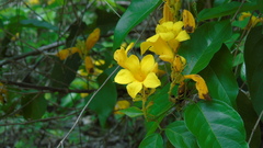 Adenocalymma inundatum