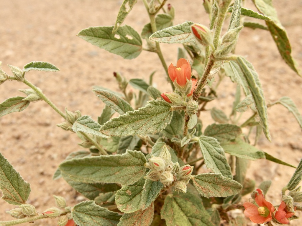 Sphaeralcea emoryi; photograph (c) Sue Carnahan, some rights reserved (CC BY)