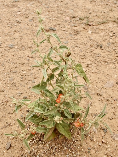 Sphaeralcea emoryi, photograph 3