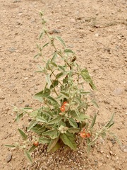 (c) Sue Carnahan, some rights reserved (CC BY) Sphaeralcea emoryi, photograph (c) Sue Carnahan, some rights reserved (CC BY)