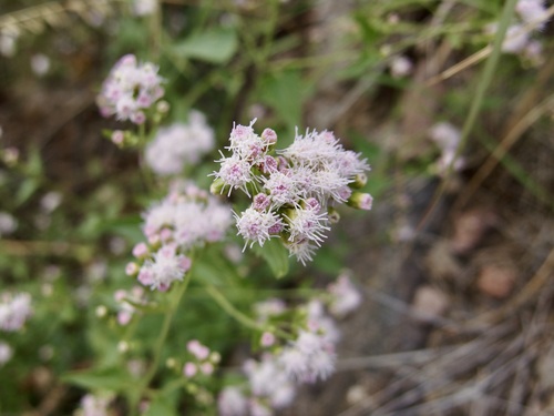 Image of Fleischmannia sonorae by (c) Sue Carnahan, some rights reserved (CC BY)