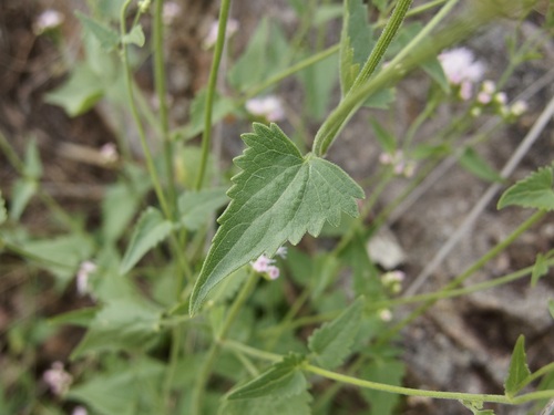 Image of Fleischmannia sonorae by (c) Sue Carnahan, some rights reserved (CC BY)