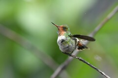 Frilled Coquette photo 2
