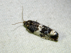 Pseudosciaphila duplex