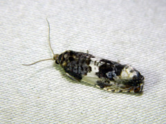 Pseudosciaphila duplex