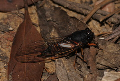 Yoyetta regalis