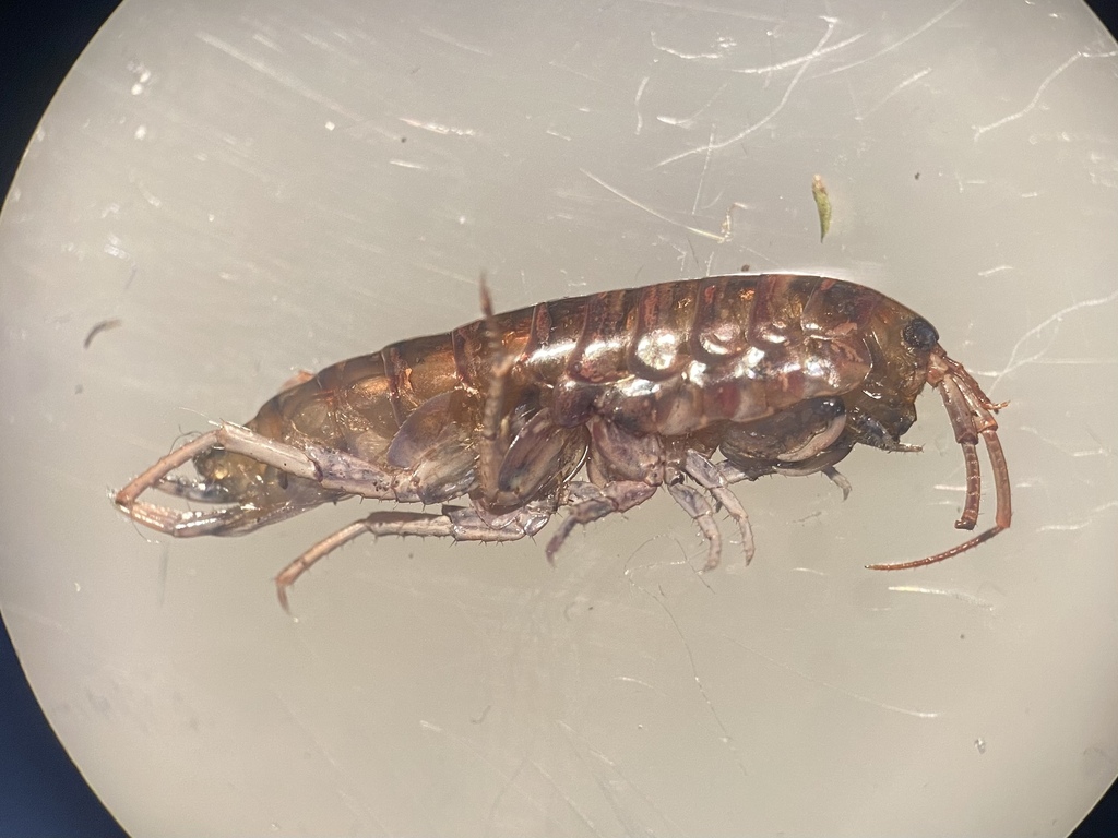 Garbini's Lake Hopper