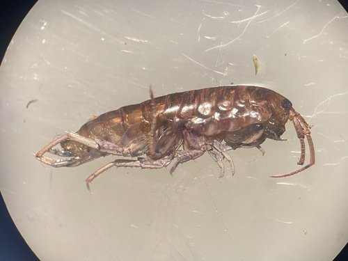 Garbini's Lake Hopper
