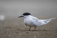 White-Fronted Tern photo 3