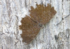 Hamadryas atlantis lelaps