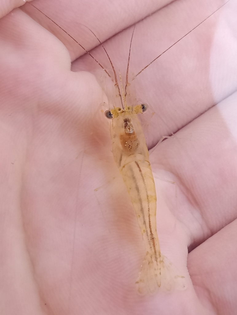 Agar River prawn