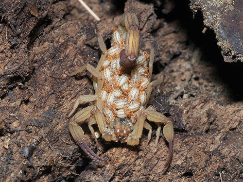 Mexican Bark Scorpion (Centruroides limpidus)