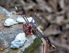 Acanthophrynus coronatus