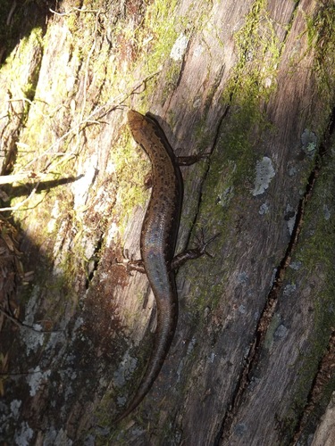 Towns’ skink, Oligosoma townsi