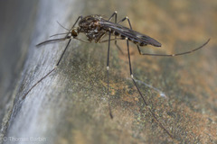 Culiseta incidens