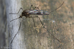 Culiseta incidens