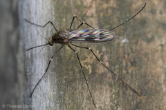 Culiseta incidens