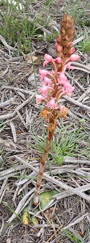 Image of Satyrium membranaceum by (c) Nicola van Berkel, some rights reserved (CC BY-SA)