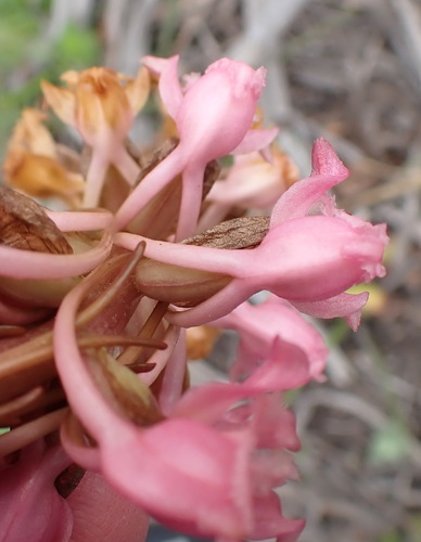 Image of Satyrium membranaceum by (c) Nicola van Berkel, some rights reserved (CC BY-SA)