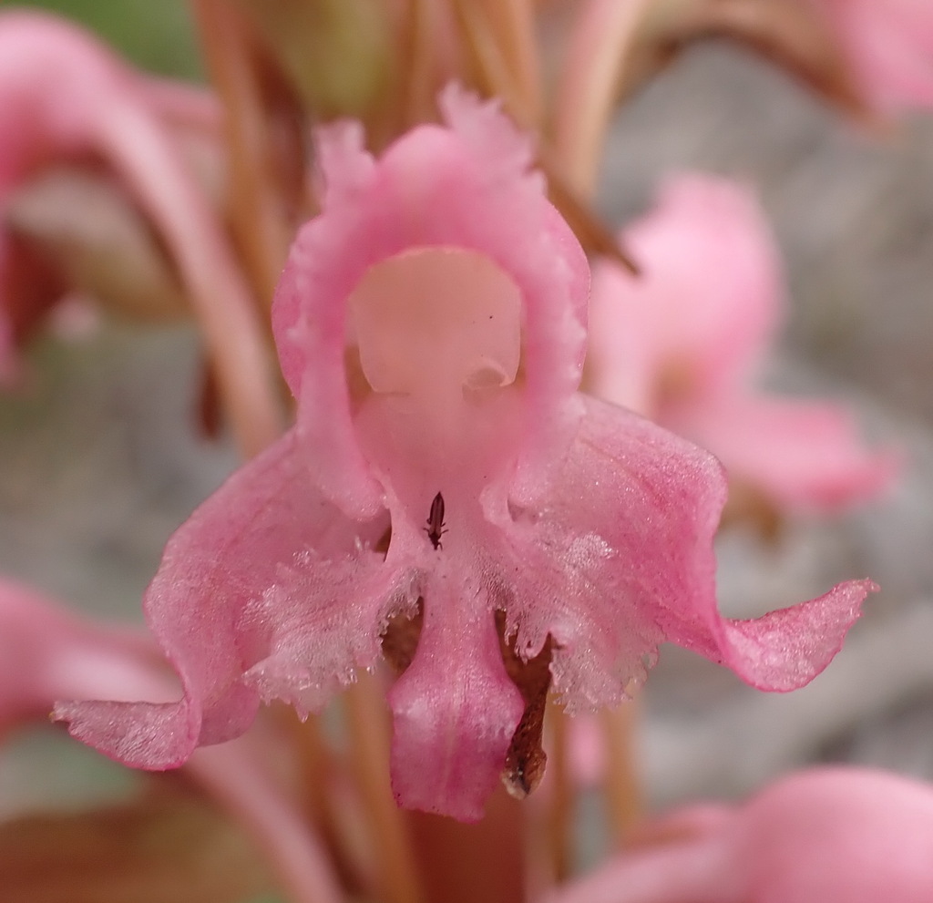 Satyrium membranaceum