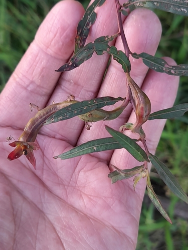 Ludwigia octovalvis iNat (2)