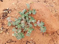 Lupinus brevicaulis