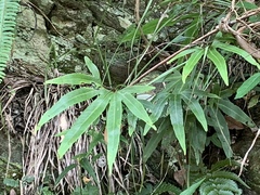 Pyrrosia polydactylos