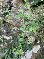 Thyrocarpus sampsonii