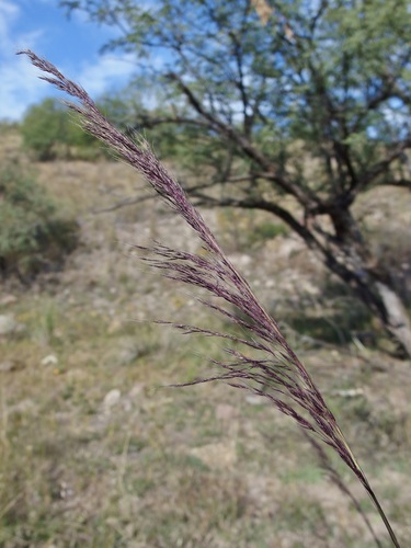 Muhlenbergia rigida, photograph 4