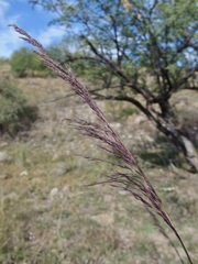 Muhlenbergia rigida, photograph (c) Sue Carnahan, some rights reserved (CC BY)