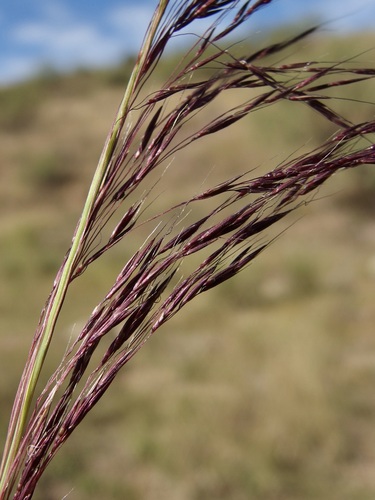 Muhlenbergia rigida, photograph 5