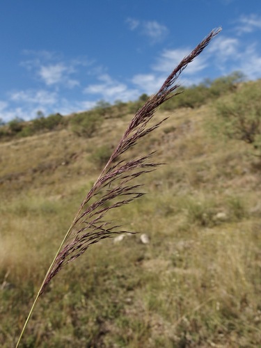 Muhlenbergia rigida, photograph 6