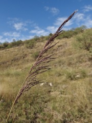 Muhlenbergia rigida, photograph (c) Sue Carnahan, some rights reserved (CC BY)