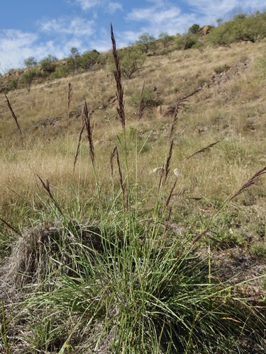 Muhlenbergia rigida, photograph 3