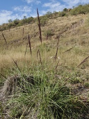 Muhlenbergia rigida, photograph (c) Sue Carnahan, some rights reserved (CC BY)