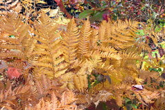 Pteridium aquilinum var. pubescens