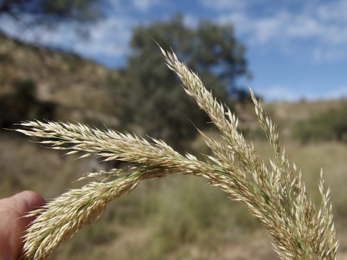 Muhlenbergia longiligula