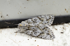 Andropolia aedon